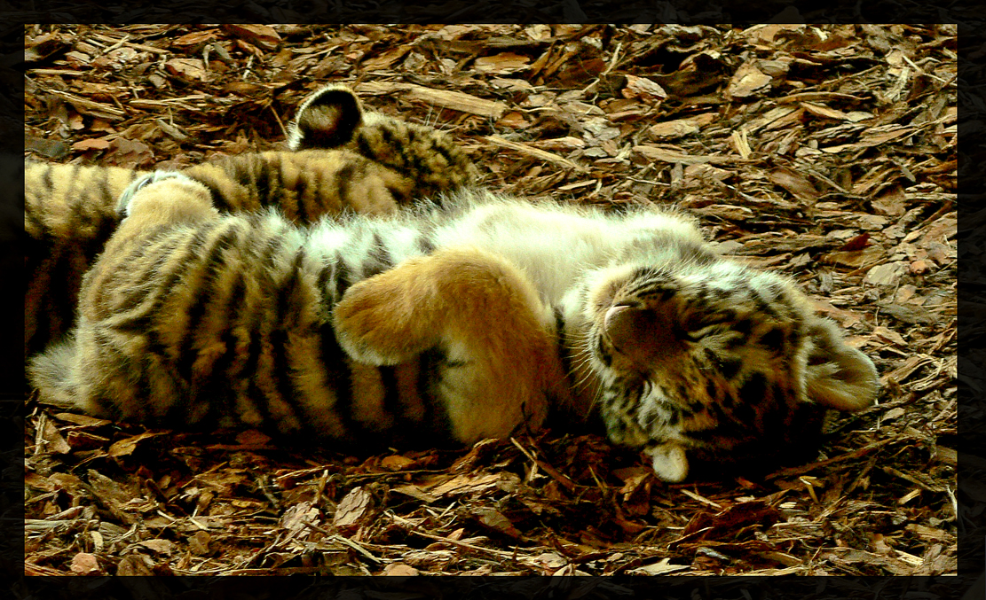 sleeping tiger 2