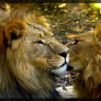 the 2 lions