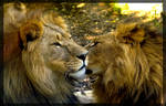 the 2 lions