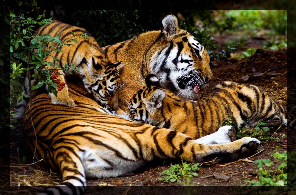 tiger family