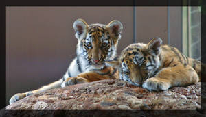 tiger babys