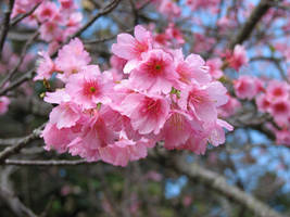 Sakura