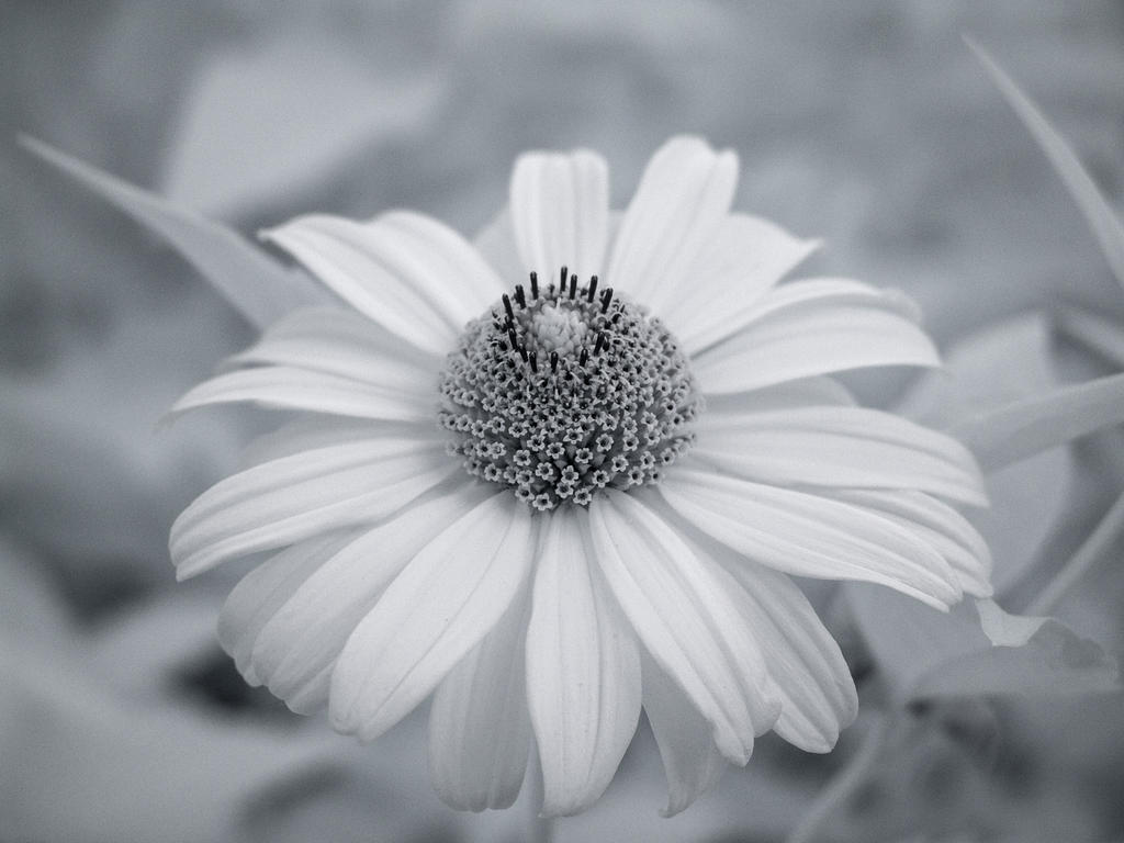 Infrared Sunflower by Bunny-with-Camera