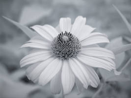 Infrared Sunflower