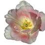 002 Pink Tulip