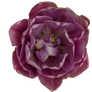 Purple Tulip PNG