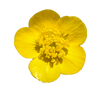 Buttercup PNG