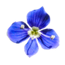 Veronica Flower Blue PNG