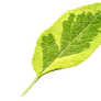 Sage Leaf PNG