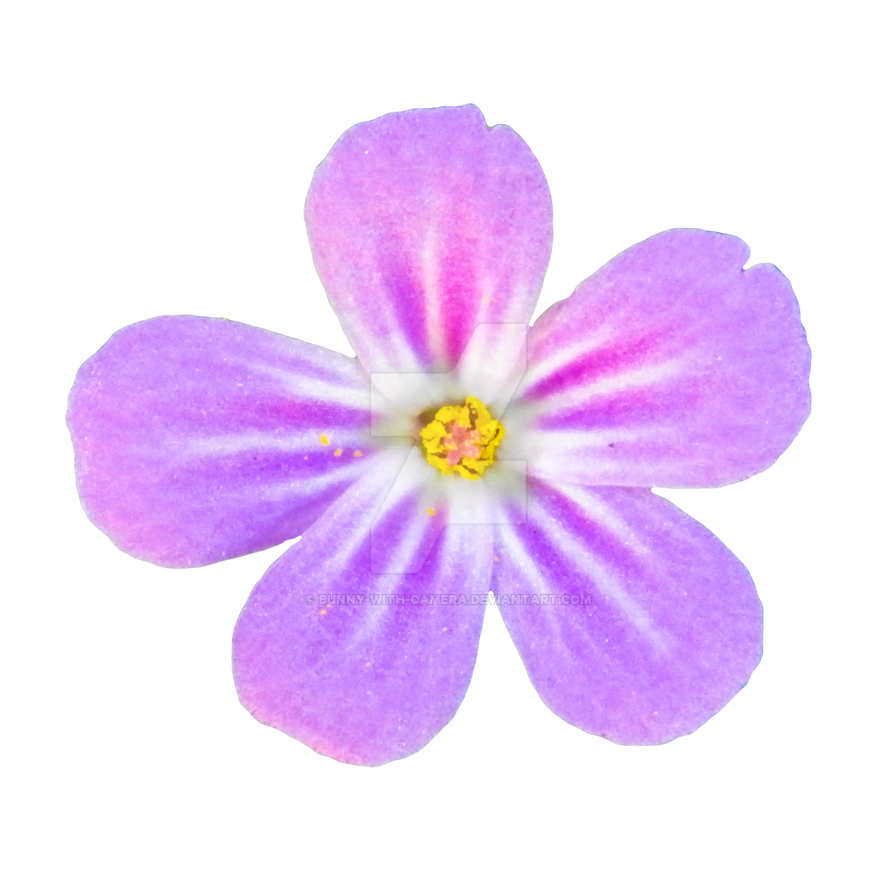 Pink Flower PNG by Bunny-with-Camera on DeviantArt