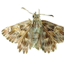 Moth PNG