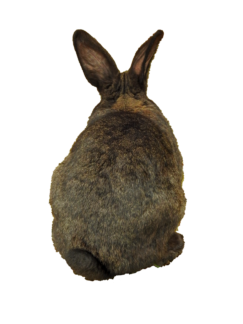 Bunny Back PNG by Bunny-with-Camera on DeviantArt