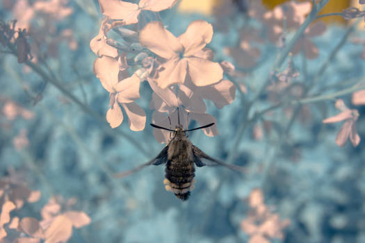 Bee Fly