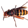 Hornet PNG