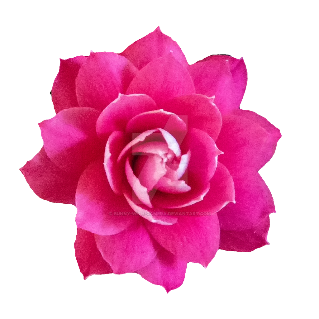 Pink Flower PNG by Bunny-with-Camera on DeviantArt