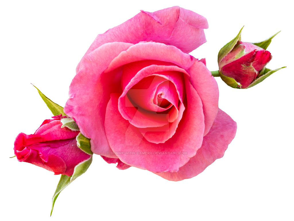 Pink Roses PNG by Bunny-with-Camera on DeviantArt