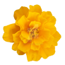 Yellow Flower PNG