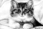 .:Cute Kitten Drawing:. by annoKat