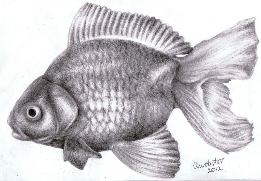Realistic Fish by annoKat on DeviantArt