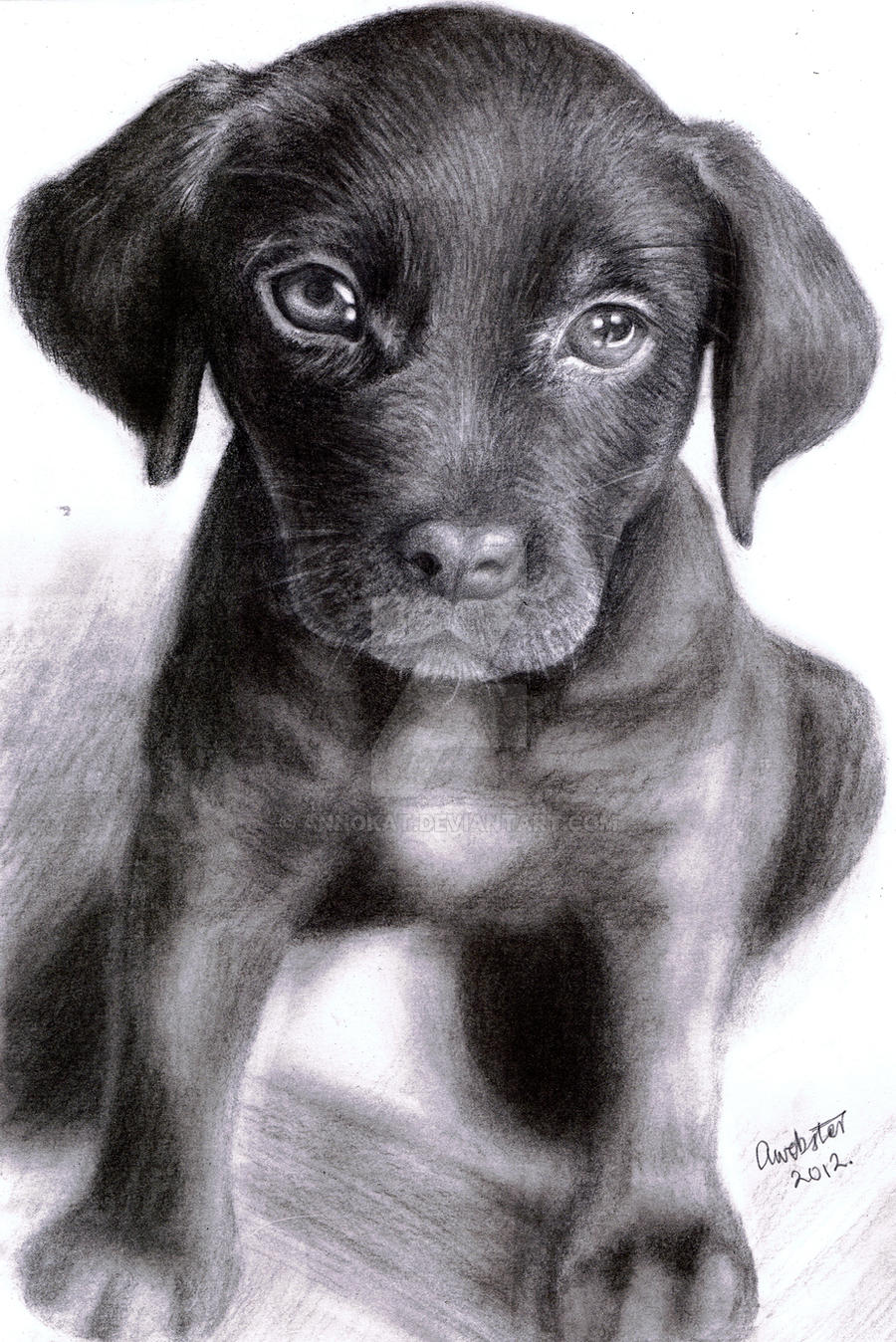 Labrador Puppy