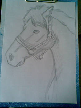 Horse WIP