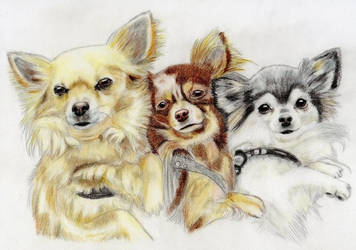 chihuahuas