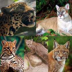 Favorite Wild Cats of the Americas  by Corbett316