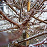 Branches of Ice