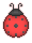 ladybug