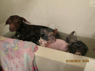 Bathtime: Doberman, Tux, Yorkie, Sphynx, Shihtzu