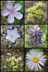 Yellowstone Flowers