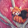 Cheshire Red Panda