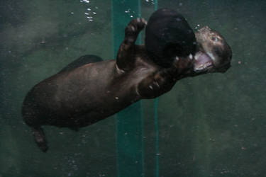 crazy otter