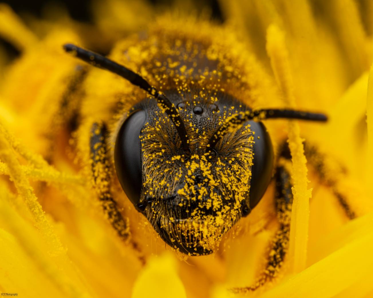 Head in the pollen!