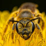A great banded furrow-bee ! (Halictus scabiosae)