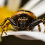 the Napoleon spider full of pollen !