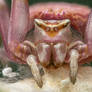 Th Crab Spider (Thomisus Onustus) and is egg sack
