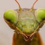 Mantis !
