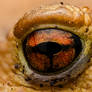 The eye of the common toad ! (Bufo bufo)