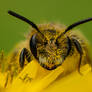 Head in the pollen !