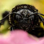 The Black Bee !