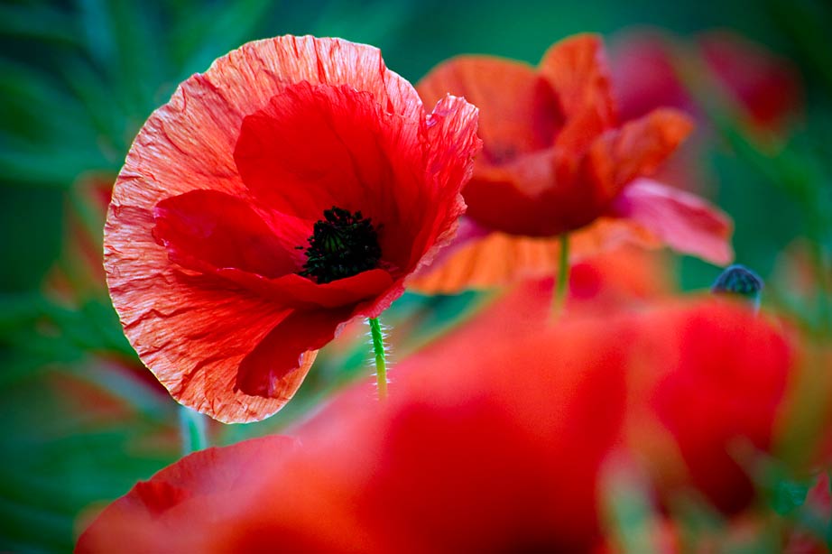 poppies 4