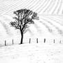 Furrows in the Snow