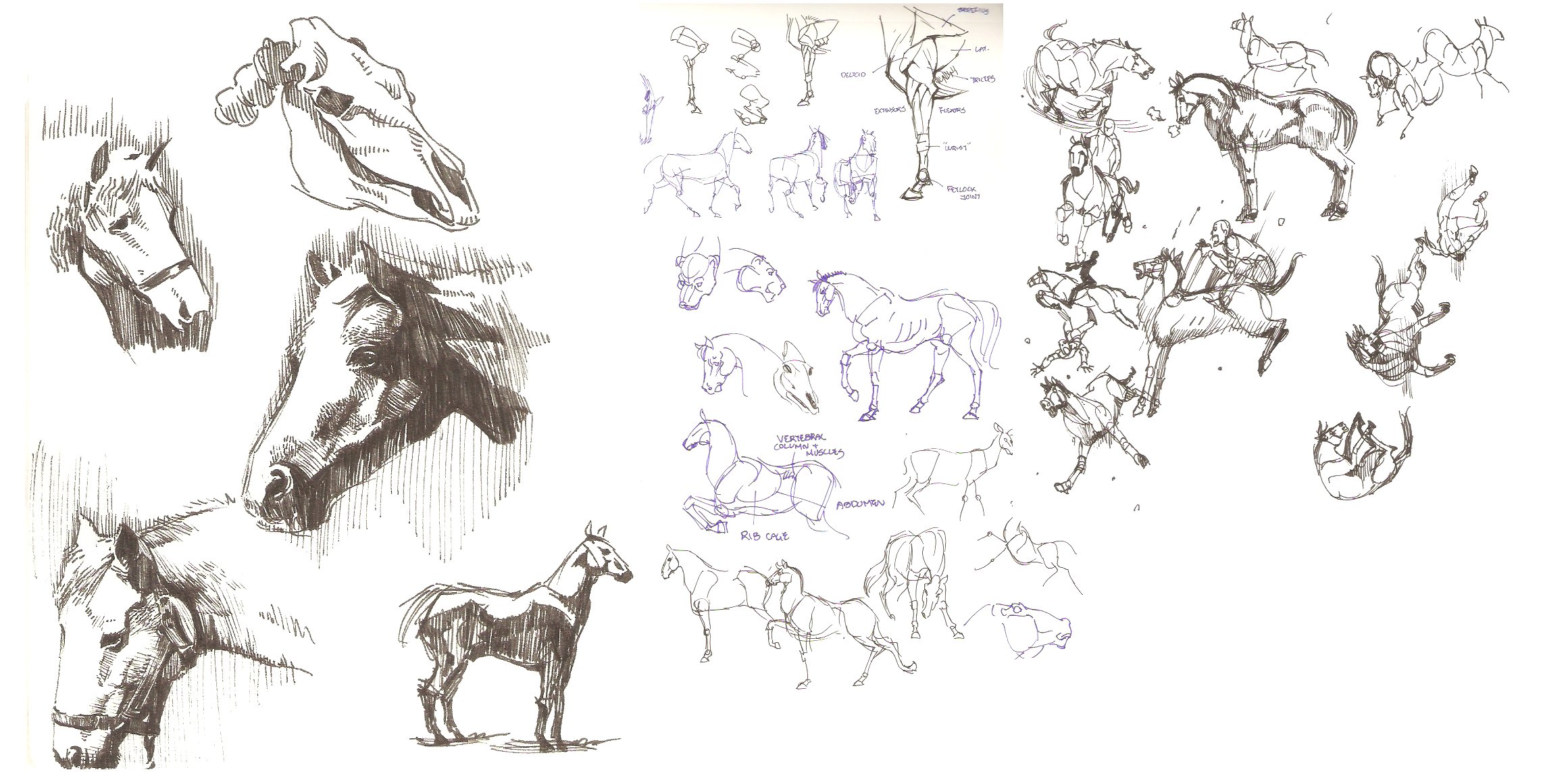 study: horses