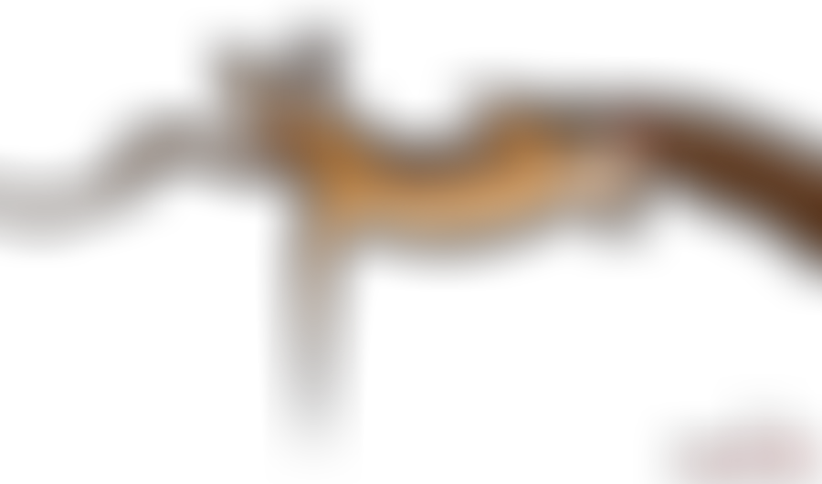 Timon Poster Render by DarealSammyAlle on DeviantArt