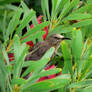 Sugar Bird in the Proteas