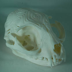 Cat skull 1