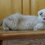 Scottish Fold citten