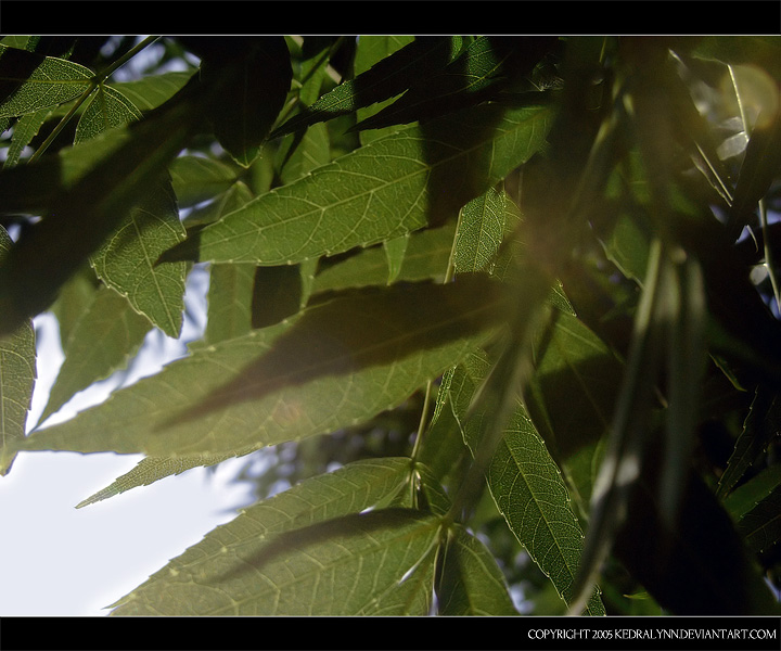 Summer Leaves