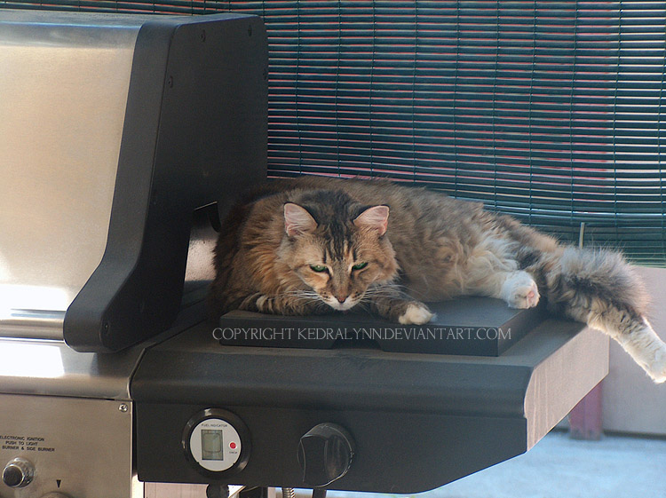 Kitty on a Grill